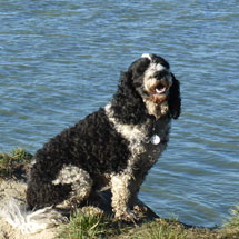 Max our Springer Spaniel/Poodle