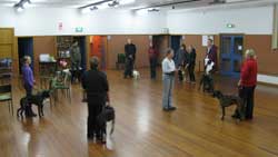 Life Skills Dog Training Class in Christchurch, New Zealand