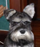 Schnauzer