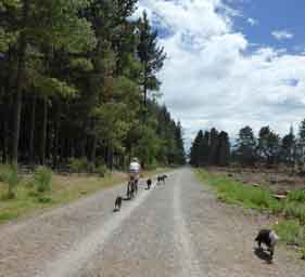 Biking with dogs