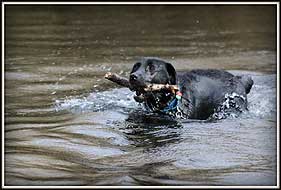 Pepper with stick