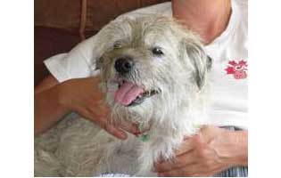 Atsy is now 17.5 (2015) Atsy- dog rehomed in Christchurch