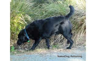 Bones- Black lab Bones- Rehomed in Christchurch
