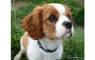 Charlie the pup Charlie the pup