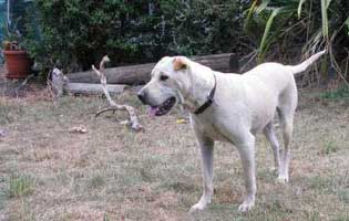 The earthquake dog Dufer- the earthquake dog