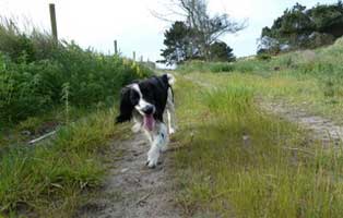 Max the Springer Spaniel