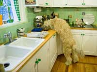 Dog Stealing Food